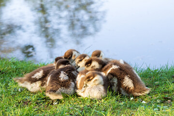 Entenküken am Teich