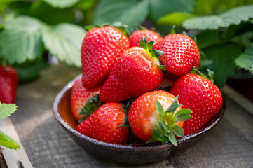New harvest of ripe red sweet strawberry on farmer fiels and green leaves of strawberry plants close up