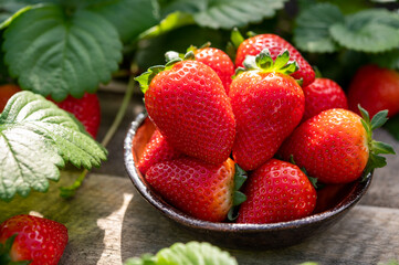 New harvest of ripe red sweet strawberry on farmer fiels and green leaves of strawberry plants close up