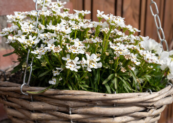 White blossom of decorative plant growing in hanging basket in garden