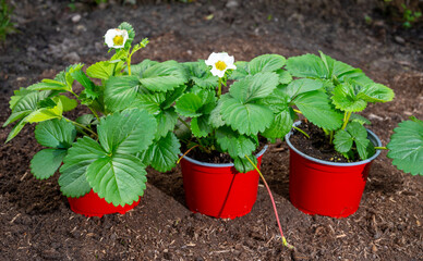 Young strawberry plants with white flowers ready to be planted in garden soil outdoors in spring