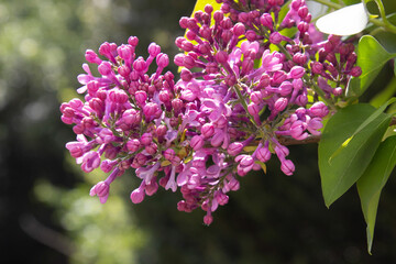 Prachtvolle Blüten