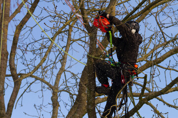 Tree surgeon routine