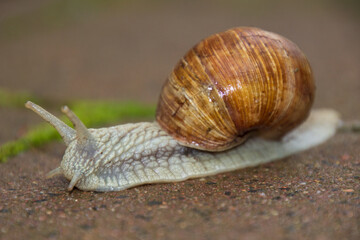 Schnecke