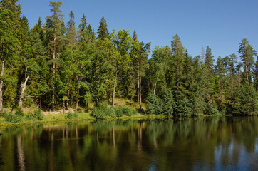 Fototapeta na wymiar Green forest and blue sky are reflected in the calm water of the lake. Beautiful horizontal photo of summer background