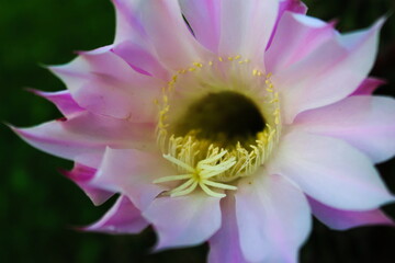 close up of cactus flower, large flower with details