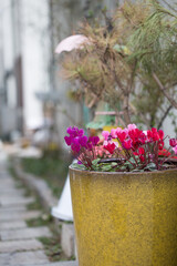 Stony narrow alleyway with flower plants in pots.