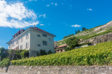 Fototapeta na wymiar Lavaux, vignoble en terrasses - suisse