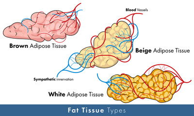 Illustration of types of human adipose tissue of fat tissue: white brown and beige types. - obrazy, fototapety, plakaty