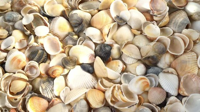 Seashells top view. Shell close-up. Ocean coast. Summer pattern from seashells. 

