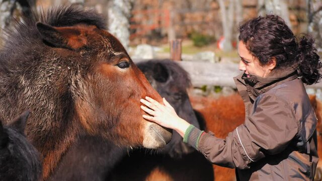 Female forming bond with a mule in a paddock.