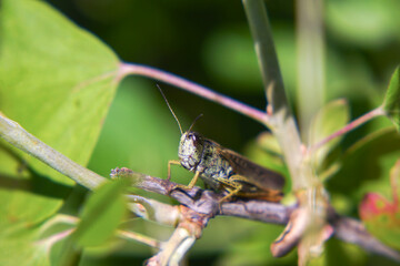 Agricultural pest Grasshopper or locust sitting on grass