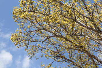 yellow cornus fruit flower against the sky.