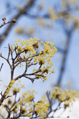 yellow cornus fruit flower against the sky.