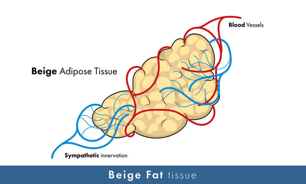 illustration of human beige adipose tissue with blood vessels and nerves. 