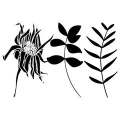 Leaves and plants  flat illustration. Botanical design elements. Vector clip art set.