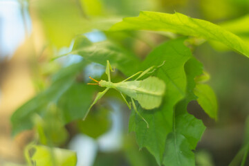 The green leaflet insect disguises itself as leaves on a green plant