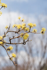 yellow cornus fruit flower against the sky.