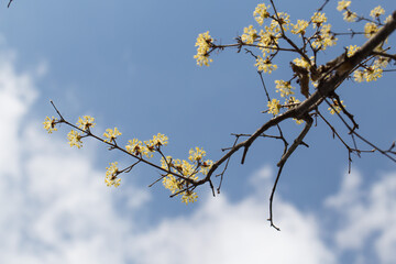 yellow cornus fruit flower against the sky.