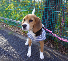 ビーグル子犬のお散歩