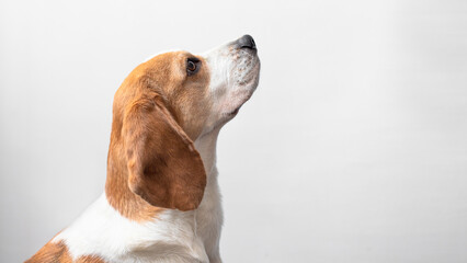 Portrait of a sweet adorable beagle dog on a bright gray background. Breed of small hounds. English tricolor beagle. Happy pet dog studio shot. Cute serious adult beagle