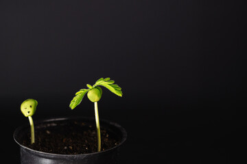 A tamarind sprout at home gardening. A new life of a plant from seed. Never give up, grow