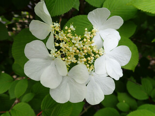 White flower in a garden