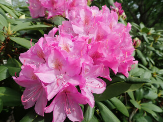 Fototapeta premium Pink Azalea in the sunshine