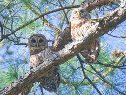 Mated Pair Of Barred Owl (Strix Varia) Perched On Pine Tree Branch, One Looking Down At Camera, One Looking Out Ahead, Blue Key And Green Pine Needles Background, Sun And Shade

