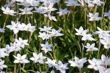 春の日差しを浴びて美しく咲くハナニラ	