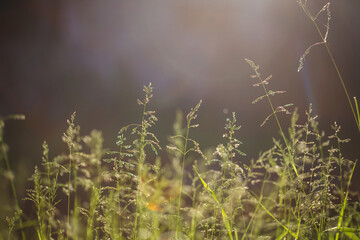 summer natural background. field of grassy field grasses - bluegrass in contour light of sun.