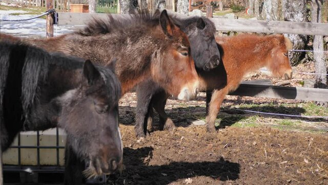Three ponies and a mule sleeping on a sunny winter day.