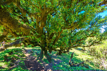 Laurasilva tree forest - Vereda of Fanal, PR13, Paul da Serra, Seixal - Madeira, Portugal