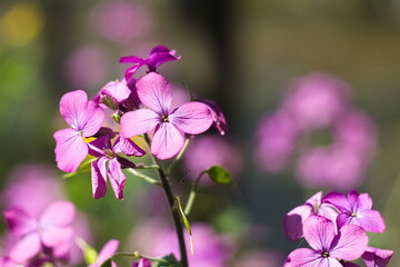 kwiatek fioletowy 