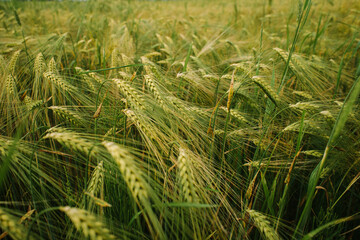 field of spikelets. agriculture. closeup.