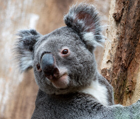 Portrait of a koala bear baby clinging to a tree and looking into the camera in his natural habitat. Close-up