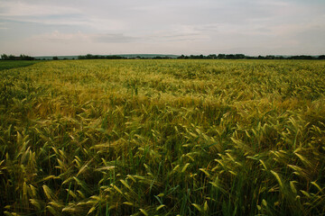 field of spikelets. agriculture.