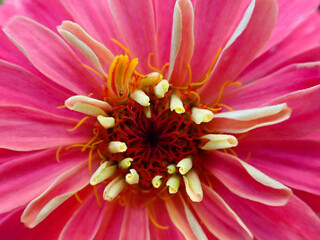 Red flower in the sunshine