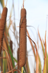 Seed and flower of Typha angustifoli plant.