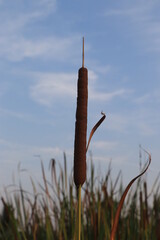 Seed and flower of Typha angustifoli plant.