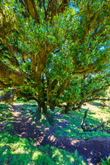 Laurasilva tree forest - Vereda of Fanal, PR13, Paul da Serra, Seixal - Madeira, Portugal