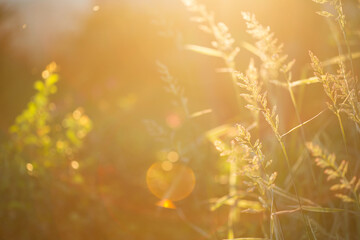 summer natural background. field of grassy field grasses - bluegrass in contour light of sun.