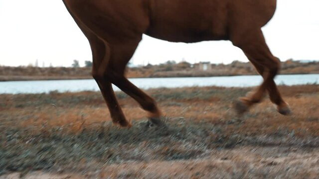 The Karabakh beautiful hourse runs