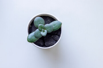 minimalist shot of a small succulent plants in the small pot on a white desk, view from above