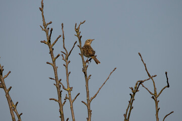 Common Meadow Pipit in the Netherlands.