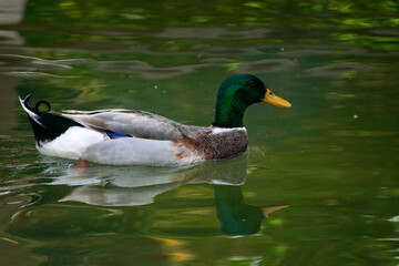 Mallard (Anas platyrhynchos) ducks male and female
