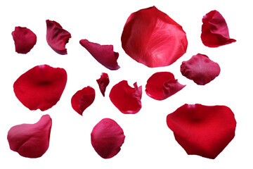 red rose petals on a white background