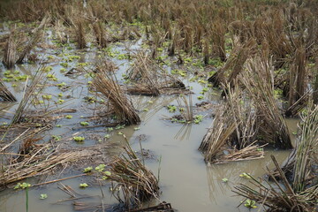 rice lifeless during the day