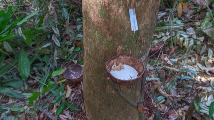 Rubber tree and coconut shell filled with latex