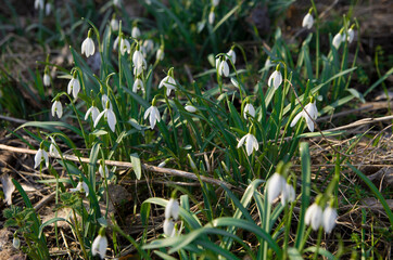 Snowdrops in the wild